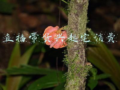 直播带货兴起宅消费