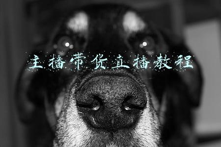 主播如何带货直播(网络直播带货模式浅析)