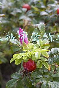 黄子韬直播带货清单(黄子韬国外购物清单又多了一辆豪车，和房祖名的留言互动亮了)