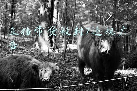 直播带货被封7违规广告