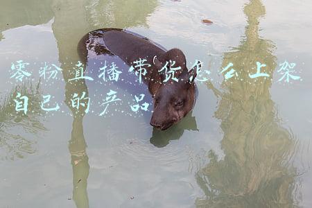 抖音0粉丝怎么直播带货(抖音电商零粉丝如何直播带货)