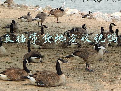 直播带货地方收税吗