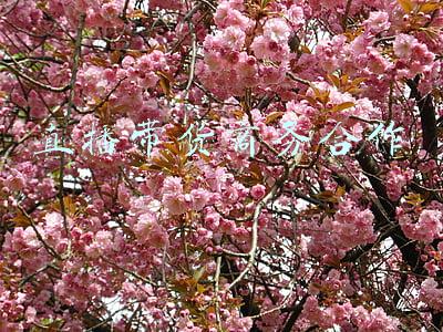 主播带货合作(院士直播带货“保和鸡”，不到1小时售出近3000只)