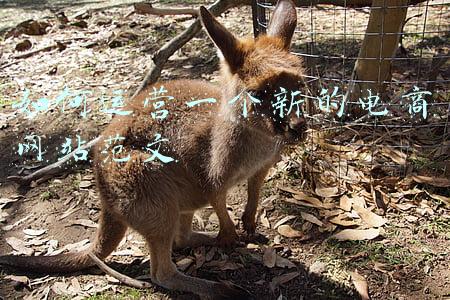 电商首页怎么做(双11电商首页模板！双11促销)