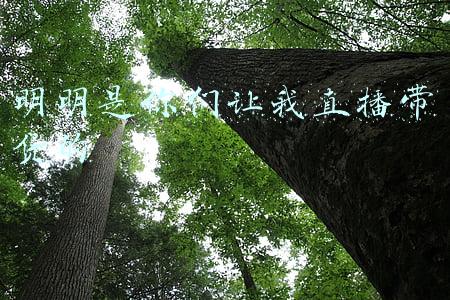 明明是你们让我直播带货的