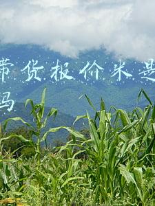 直播中的米是什么价钱(张纪中老婆直播卖大米发飙，憋嘴瞪眼怼穷人，20块都嫌贵)