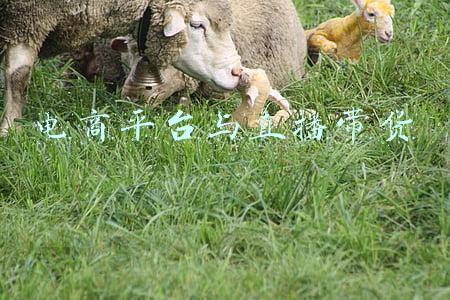 电商平台与直播带货