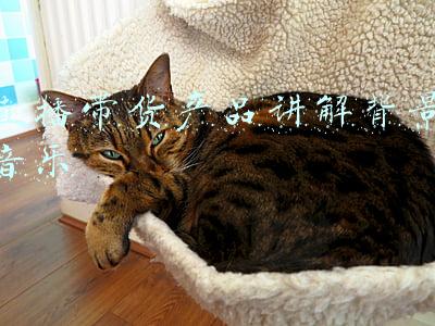 直播带货产品讲解背景音乐