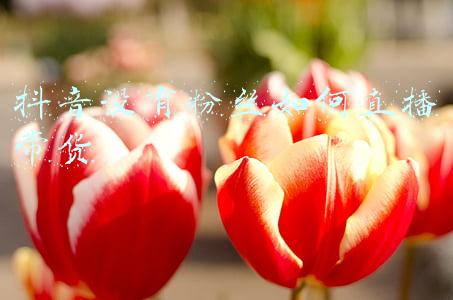 抖音直播带货没有人进直播间怎么办(抖音带货直播间没有观众怎么办？)