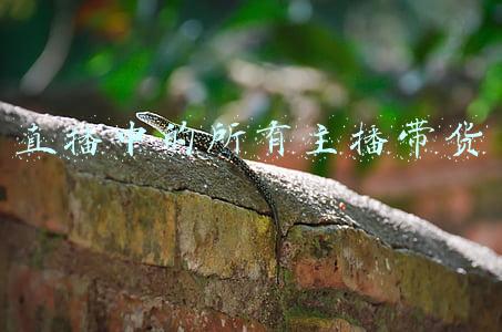 直播中的所有主播带货