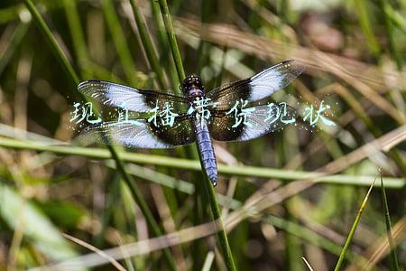 现直播带货现状