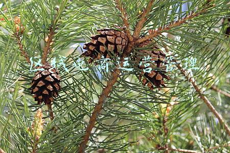 区域电商(RCEP即将生效！首个区域跨境电商进口指数来了)