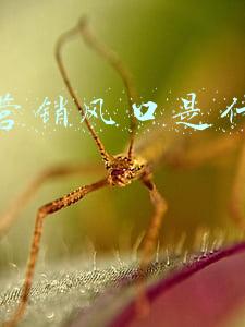 抖音是风口吗(为什么很多人说抖音是超大的风口？)