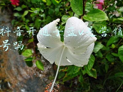 抖音开通企业号流程(产品学堂 | 抖音企业号认证指南)