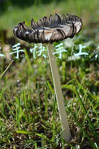 知名歌手快手上怎样赚钱