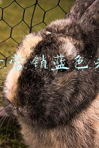 抖音开通蓝标以后有什么功能(抖音蓝v认证后这些好处，你确定不了解一下。)