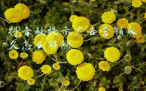 抖音发广告被永久封闭怎么办(抖音被永久封号，怎么解决？)