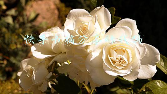 书摘分享(书摘分享〈2021.12.26.〉)