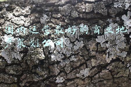 国内运营最好的商业地产策划公司