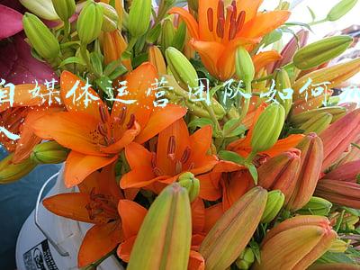 自媒体运营团队如何加入