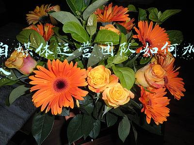 自媒体运营团队如何加入
