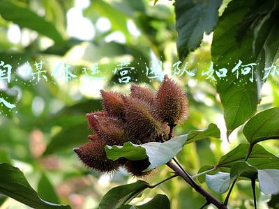 自媒体运营团队如何加入