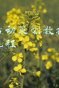 淘宝活动策划流程(385活动策划方案（26份）)