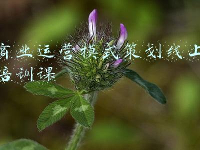 商业模式课程培训(想创业给小孩做体育培训？看看现在都有哪些主流商业模式 | 看图)