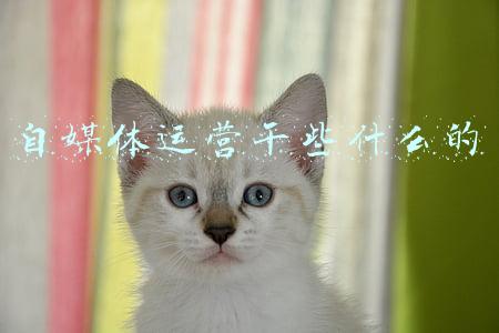 自媒体运营好做吗(互联网运营到底好不好做？这篇文章为你揭秘)