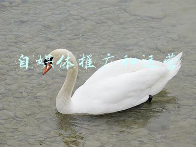 自媒体推广是什么(自媒体营销是什么意思？)