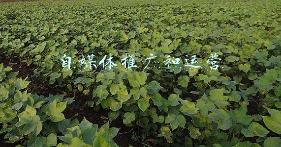 自媒体推广费有效覆盖(国内媒体宣发一定要关注到渠道是否广)