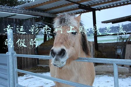 幸运之门彩票网达芬奇(五大卫视春晚节目单出炉，共同为你开启“新春之门”)
