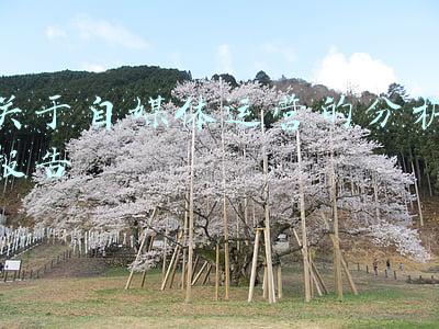 自媒体发展现状分析(看看现在自媒体的整体形势和未来的发展趋势，您还在坚持吗？)
