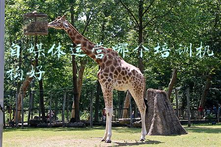 自媒体运营哪个培训机构好