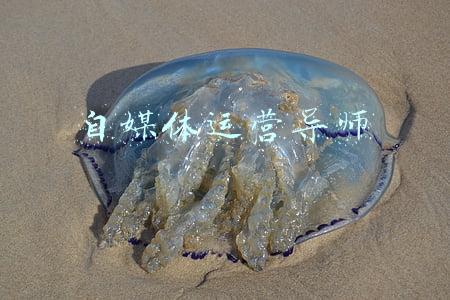 自媒体运营师证书(2022年新媒体主播证怎么报考报考条件有哪些)