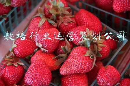 教培行业运营策划公司