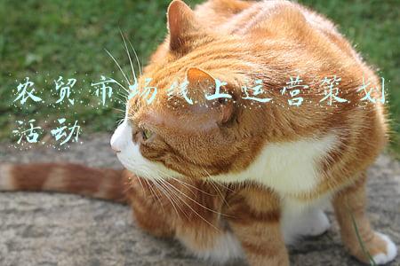 农贸市场线上运营策划活动