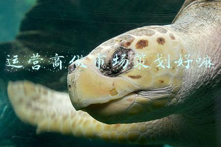 运营商政企市场(四川省四大运营商2021政企竞争力浅析)