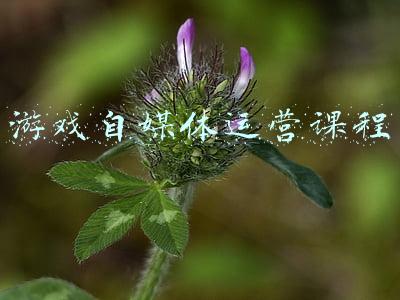 做游戏自媒体哪个平台好(好多人不知道的自媒体平台及辅助工具，记得收藏)