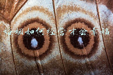 如何经营婚姻才能幸福(如何经营婚姻才会幸福)