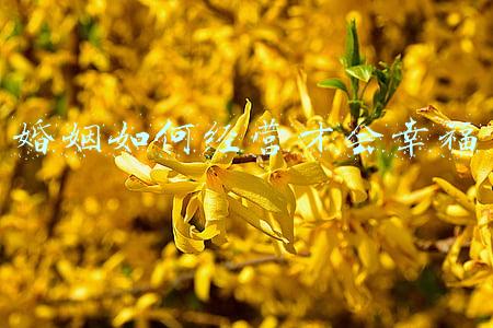 如何经营幸福婚姻家庭《如何经营幸福婚姻家庭PPT》