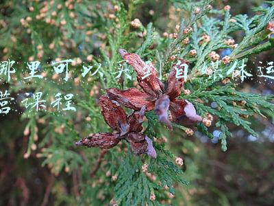 网上卖自媒体课程是真的吗(亲身经历，卖网课副业的坑，想从事的人都来看看)