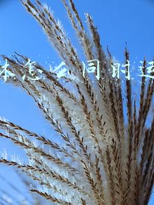 同城自媒体怎么运营(第7讲：这个领域容易做成功？同城自媒体是未来创作的主流方向？)