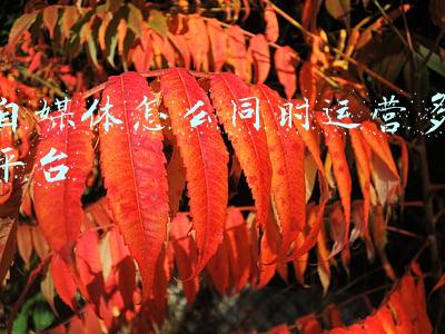 自媒体一般做几个平台(自媒体人必须收藏的100个自媒体平台)