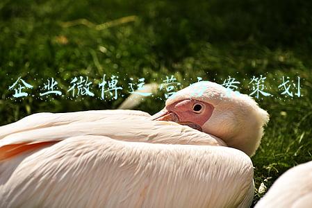 企业微博运营方案(后“清朗”时代，微博文娱的营销“新起点”)