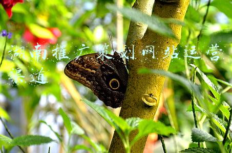 湖南推广策划网站运营渠道