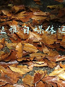 喜马拉雅工资高吗(喜马拉雅也要美股上市了！月活2.5亿)