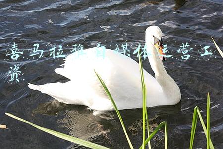 喜马拉雅怎么做自媒体(天聊课堂 | 零基础小白如何玩转音频自媒体，天聊运营攻略)