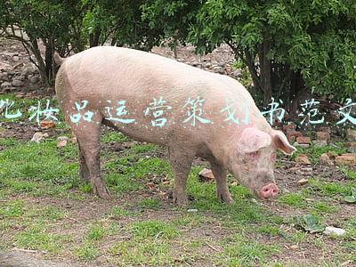 化妆品运营策划书范文