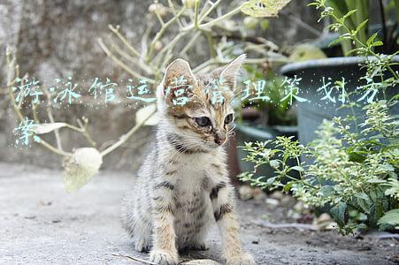 游泳馆运营管理及销售方案(使用游泳馆管理系统有哪些营销方式？)